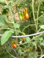 IMG_2398_zpsvz2w7h9k.webp