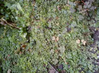 DSC02414.webp