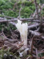 006_600x800.webp