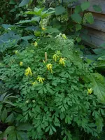 P1530020.webp
