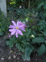 P1530066.webp