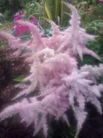 Astilbe.webp