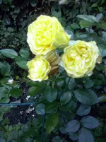 CAM01112.webp