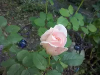 CAM01115.webp