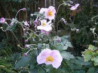 Herbstanemone.webp