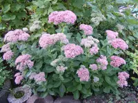 Herbstsedum.webp