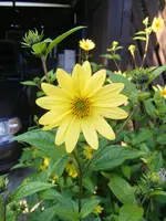 Sonnenblume makro.jpg