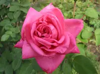 010.webp