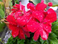 DSCF9459.webp