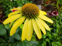 DSCF9488.webp