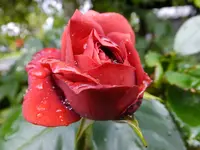 DSCF9493.webp
