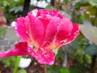 DSCF9495.webp
