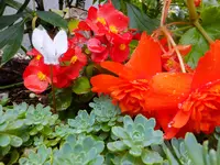 DSCF9503.webp