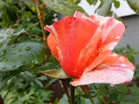 DSCF9511.webp