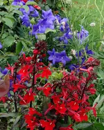 red (51).webp