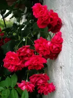 red (52).webp