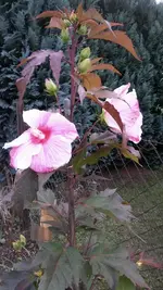 Riesenhibiskus 002.webp