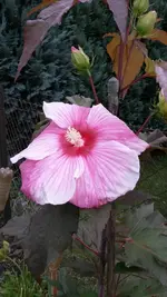 Riesenhibiskus 001.webp