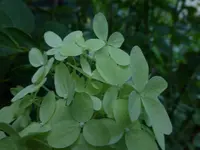 P1530088.webp