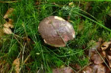P1080087Rotfußröhling.webp