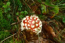 P1080099Fliegenpilz.webp