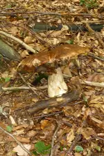 P1080102untere alte Schwappe.webp