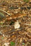 P1080102untere alte Schwappe.jpg