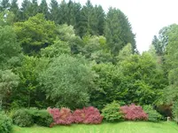 P1080103Waldrand mit Hartriegel.webp