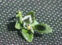 22.9. Rape 1mm.webp