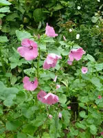 P1080108Malven.webp