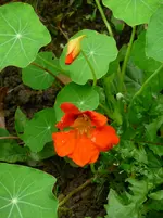P1080109Kapuzinerkresse.webp