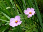 P1080112Cosmea.jpg