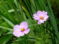 P1080112Cosmea.webp