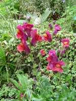 P1080113Löwenmäulchen.webp