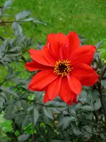 P1080114Dalie.webp