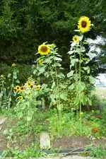 P1080119Sonnenblumen.webp