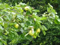 P1080126Quitten.webp