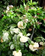 IMG_5781.webp