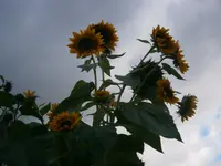 P9220444.webp