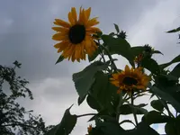 P9220445.webp