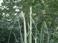 P9220446.webp