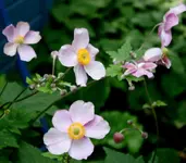 IMG_8983-002.webp
