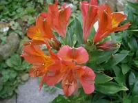 P9220448.webp