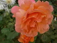 P9220451.webp