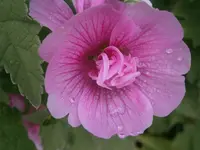 P9220453.webp