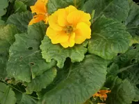 P9220461.webp