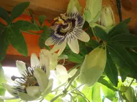 P9220467.webp