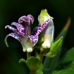 DSC_4777y.jpg