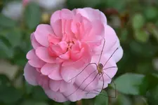 DSC_7007.webp