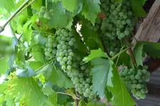Weintrauben_0539.webp